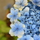 水色の紫陽花