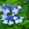 花 20062316