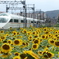 I小田急線ロマンスカーと向日葵の花2
