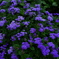花 20062321