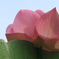 蓮の花