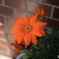 日陰の花