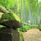 英勝寺の竹林