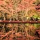 紅葉リフレクト