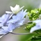 盛りの紫陽花