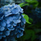 紫陽花