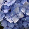 hydrangea