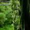サンスベリアの開花