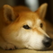 ごめんなさいって顔