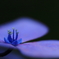 紫陽花・・・。