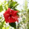 花の中心にピントを。。これで正解ですか？？