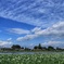 梅雨の晴れ間