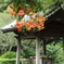 妙本寺
