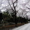 桜のトンネル