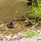 スズメの水浴び
