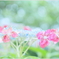 Red decorationⅢ