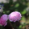 花ひかる