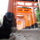 クロネコ