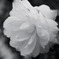 photo_970571