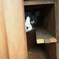 猫は見ていた