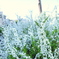 近所の花