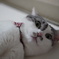 珪藻土大好き