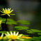 Nymphaea