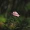 薔薇