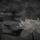 この花びらがおちるまで・・・