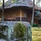 Mossy