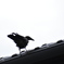 Crow
