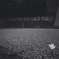 夜道で出逢った小さな花