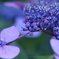 紫陽花