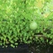 雨の季節
