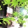雨上がり