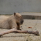 カピバラ