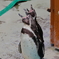ペンギン