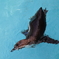 ペンギン