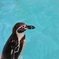 ペンギン