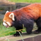 レッサーパンダ