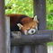 レッサーパンダ