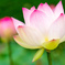蓮の花