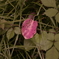 1-_K_37424