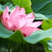 蓮と蜂