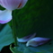 落花