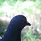 鳩