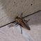 エレベーター近くにうずくまっていた虫
