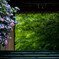 紫陽花門