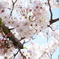 桜2
