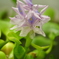はじめて咲いた浮草の花
